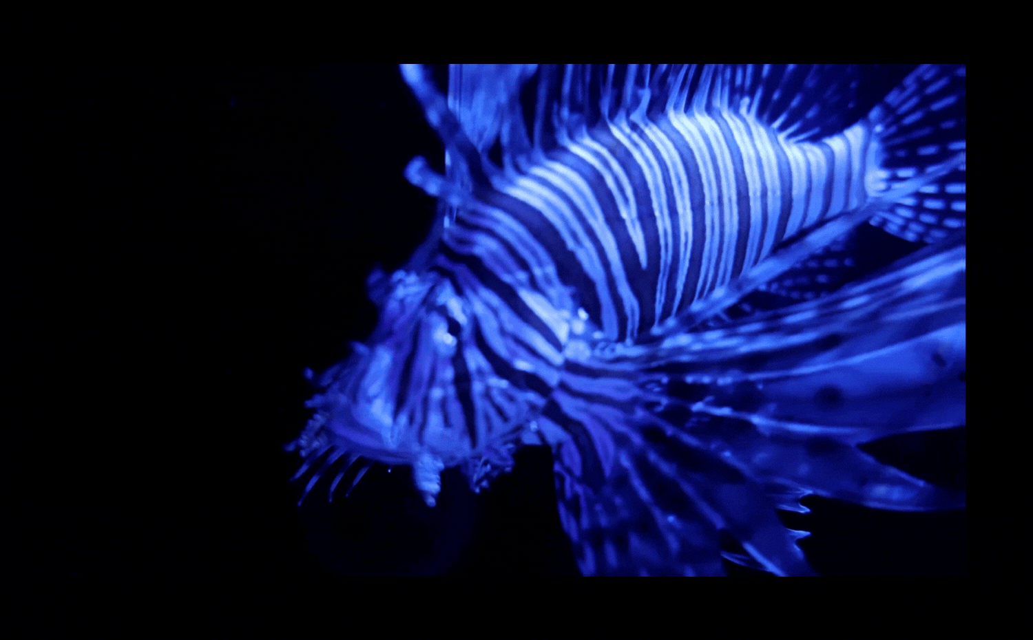 feuerfisch gif